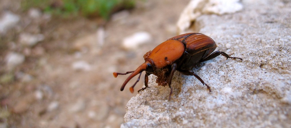 Allarme Punteruolo rosso in Liguria. Il Pellicano Verde offre servizi per la disinfestazione